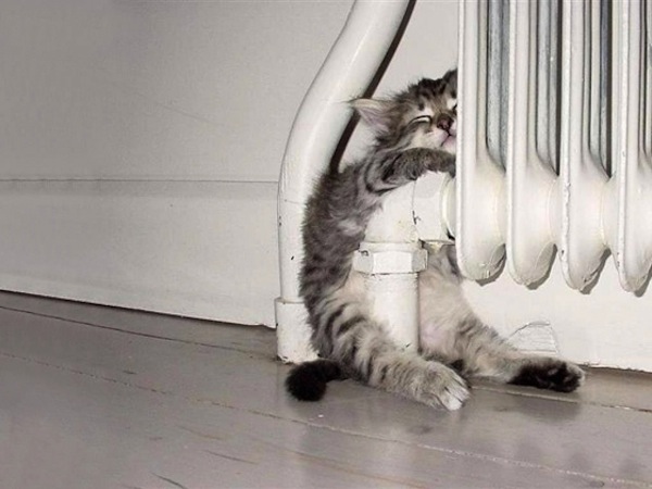 cute-kitten-sleeping-in-radiator
